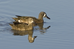 Blue-winged Teal