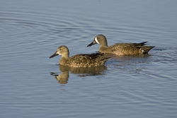 Blue-winged Teal