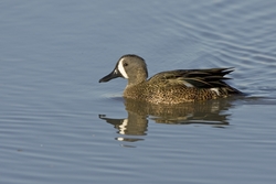 Blue-winged Teal