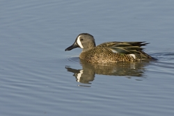 Blue-winged Teal