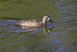 Blue-winged Teal
