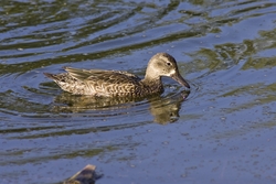 Blue-winged Teal