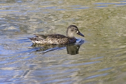 Blue-winged Teal