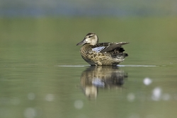 Blue-winged Teal