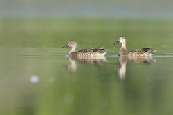 Blue-winged Teal