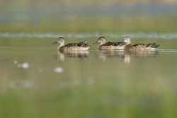 Blue-winged Teal