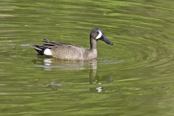 Blue-winged Teal