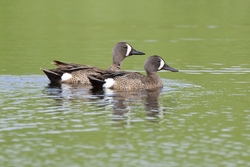 Blue-winged Teal