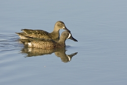 Blue-winged Teal