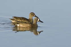 Blue-winged Teal