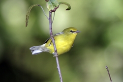 Blue-winged Warbler