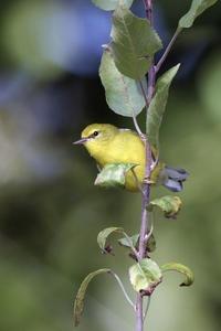 Blue-winged Warbler