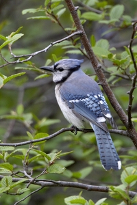 Blue Jay