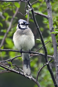 Blue Jay