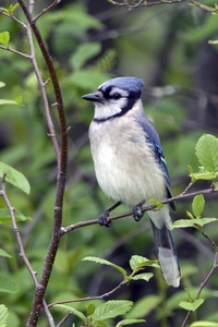 Blue Jay