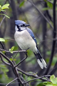 Blue Jay