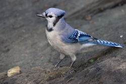 Blue Jay