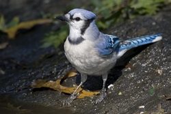 Blue Jay