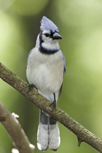 Blue Jay