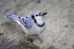 Blue Jay
