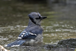 Blue Jay
