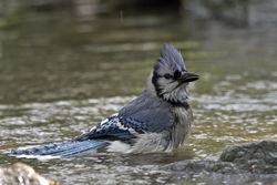 Blue Jay