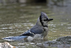 Blue Jay