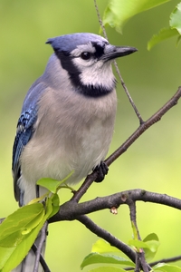 Blue Jay