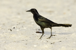 Boat-tailed Grackle