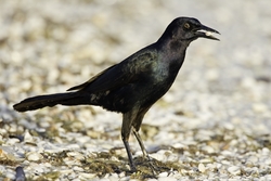Boat-tailed Grackle