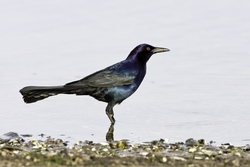 Boat-tailed Grackle