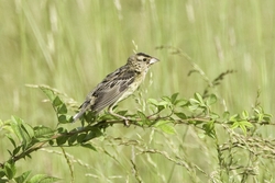 Bobolink