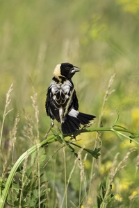 Bobolink