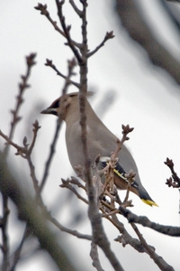 Bohemian Waxwing