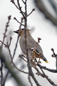 Bohemian Waxwing
