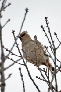Bohemian Waxwing
