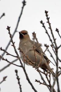 Bohemian Waxwing