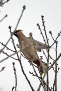 Bohemian Waxwing