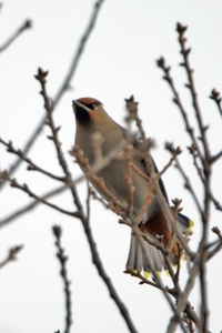 Bohemian Waxwing