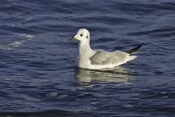 Bonaparte's Gull