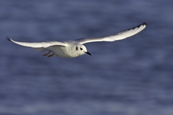 Bonaparte's Gull
