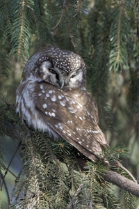 Boreal Owl