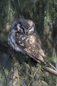 Boreal Owl