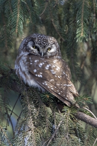 Boreal Owl