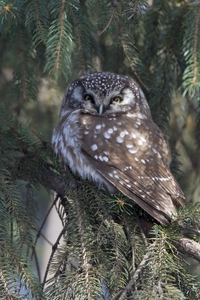 Boreal Owl