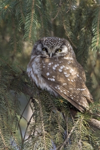 Boreal Owl