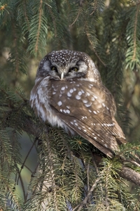 Boreal Owl