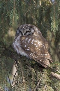 Boreal Owl