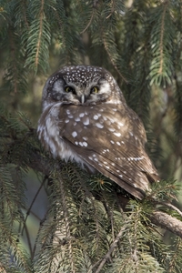 Boreal Owl