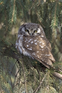 Boreal Owl